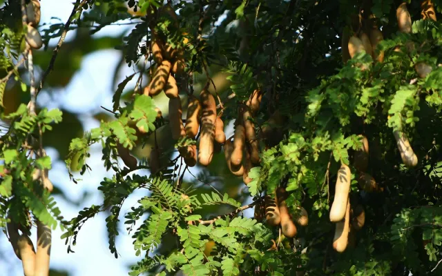 Tamarind Powder: Uses, Benefits and Bulk Supply Guide