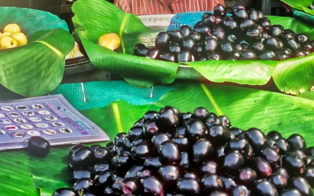 Jamun Seed Powder: Uses, Benefits and Bulk Sourcing Guide