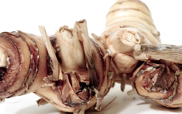 Galangal Powder: Uses, Side Effects and Bulk Buying Guide