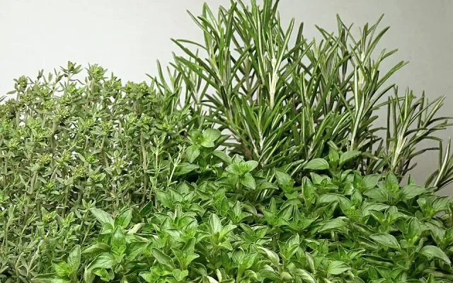 Herb Cut Sizes Explained: Whole, Cut and Sifted, Tea Bag Cut and Powder