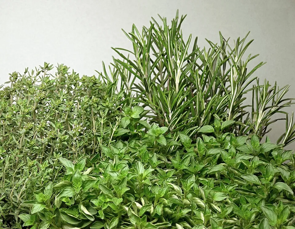 Herbs