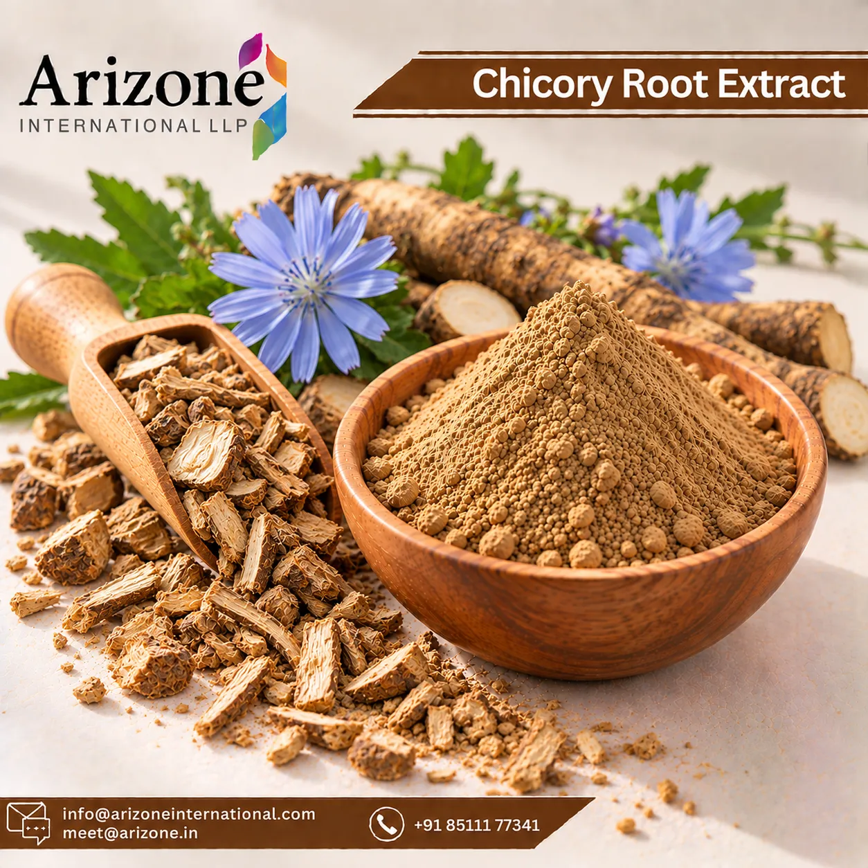 Chicory Root Extract