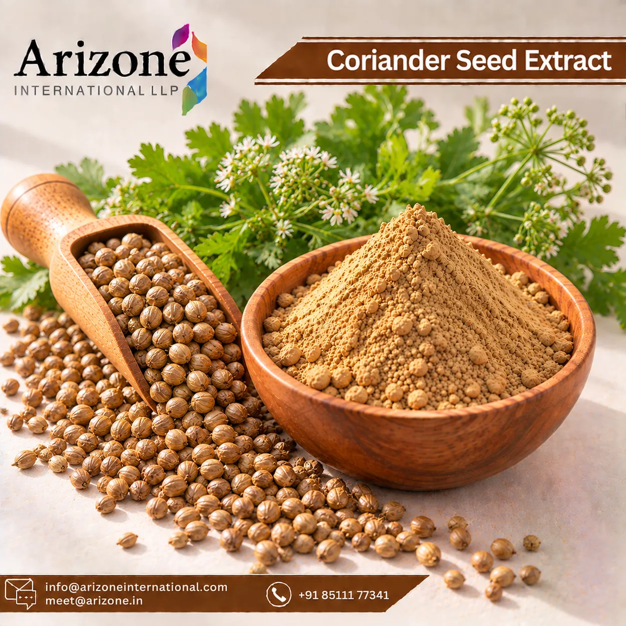 Coriander Seed Extract