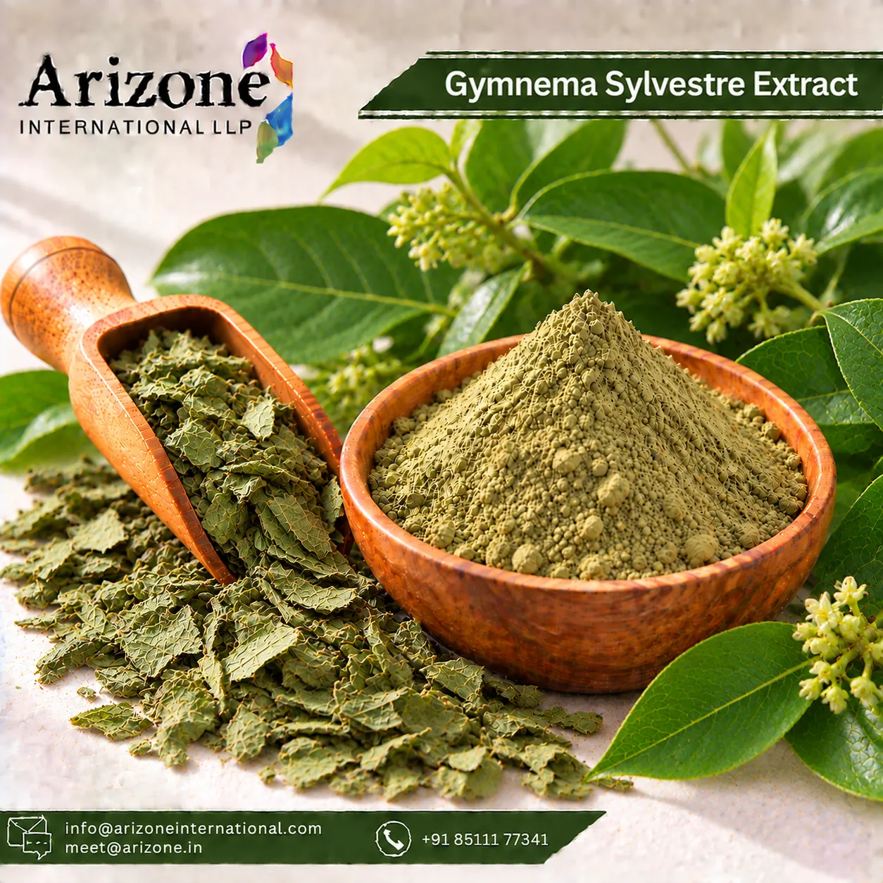 Gymnema Sylvestre Extract photo