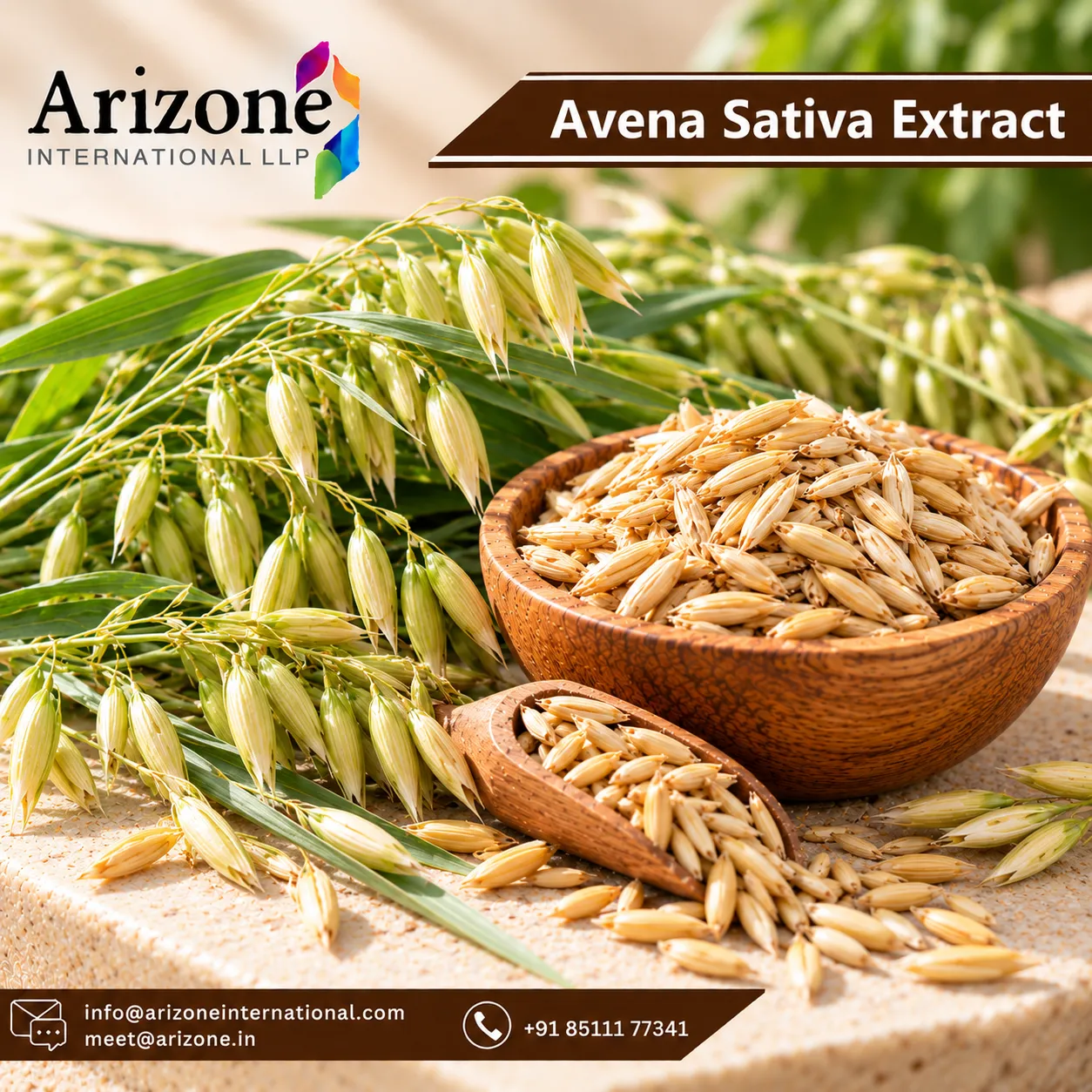 Avena Sativa Extract photo 3