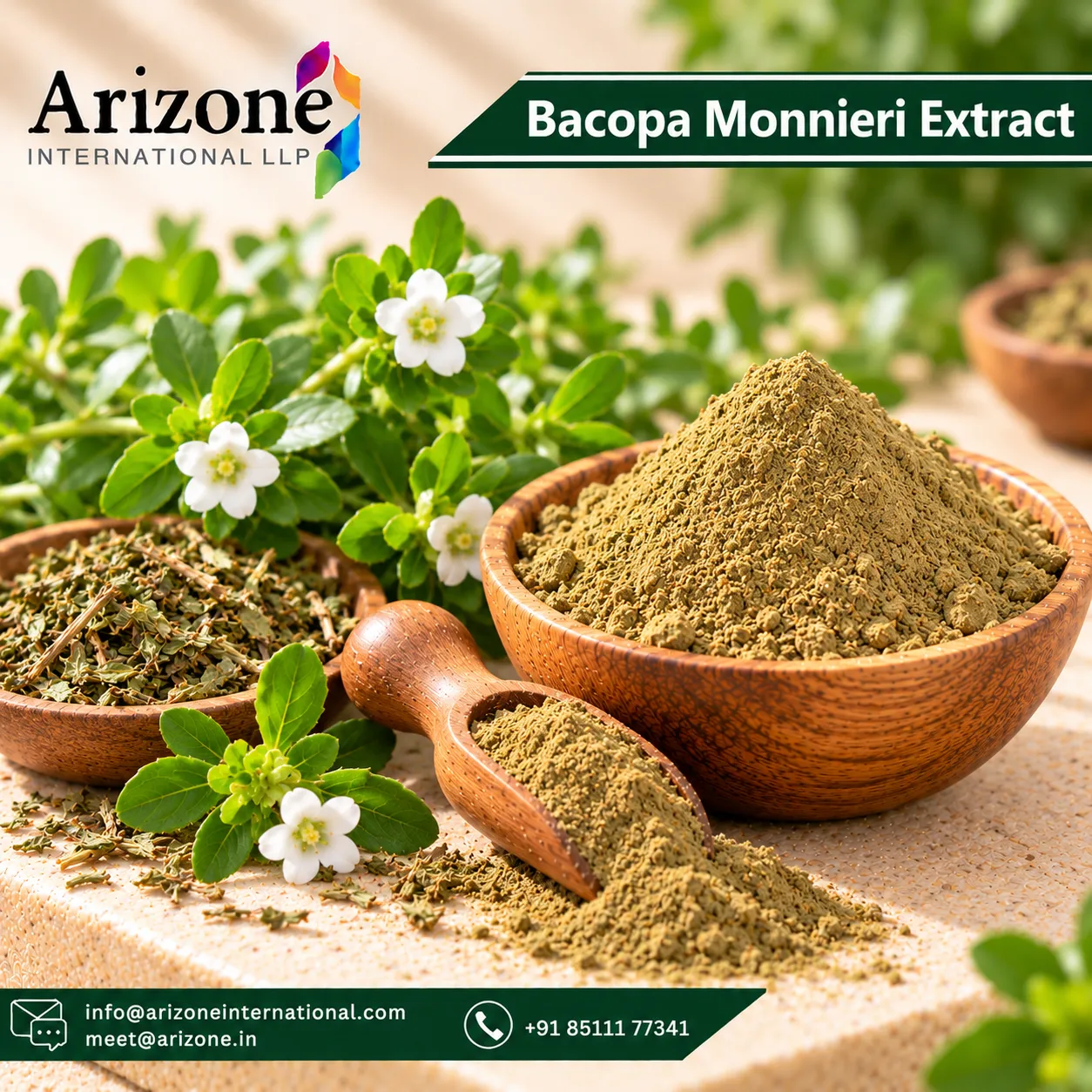 Bacopa Monnieri Extract photo 2