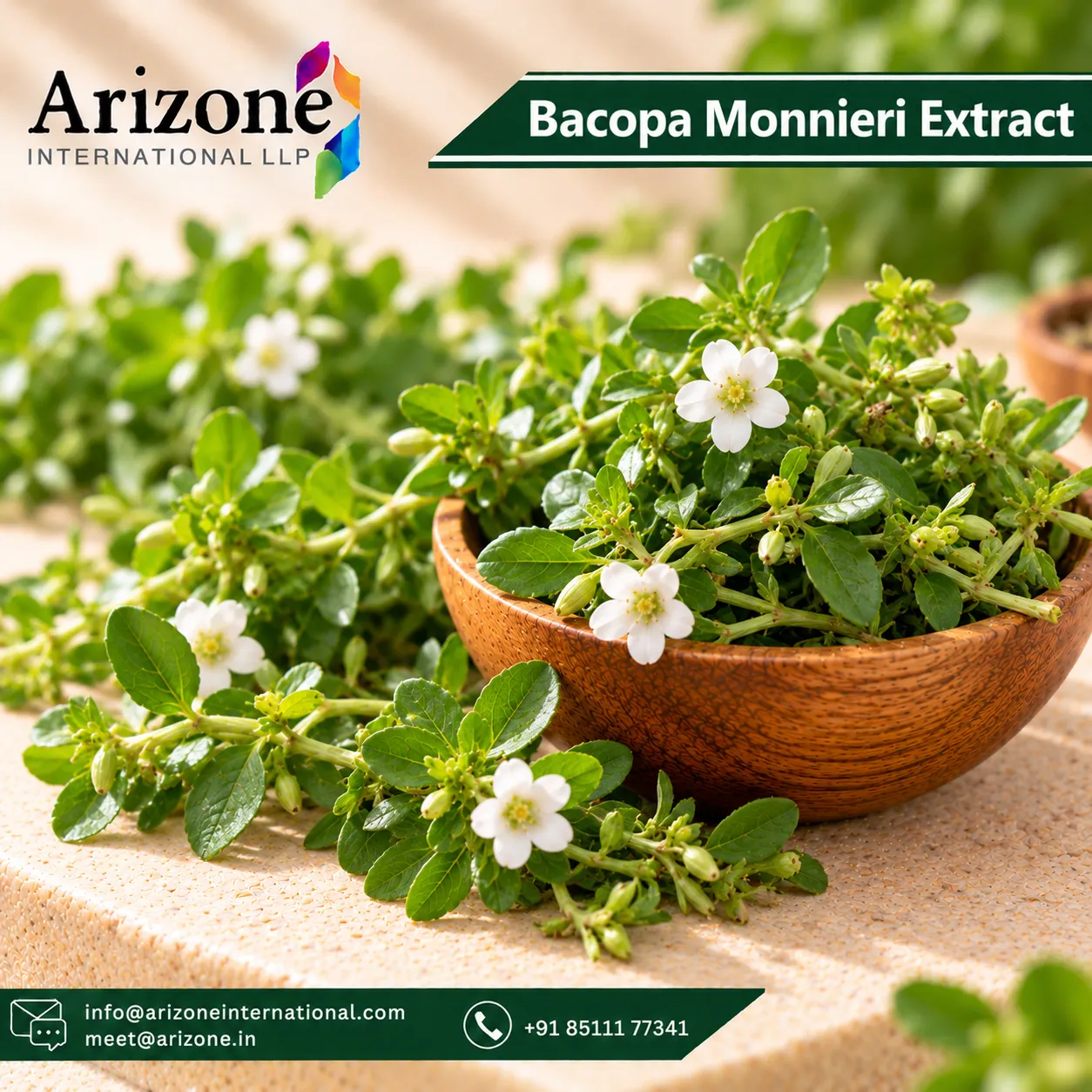 Bacopa Monnieri Extract photo 3