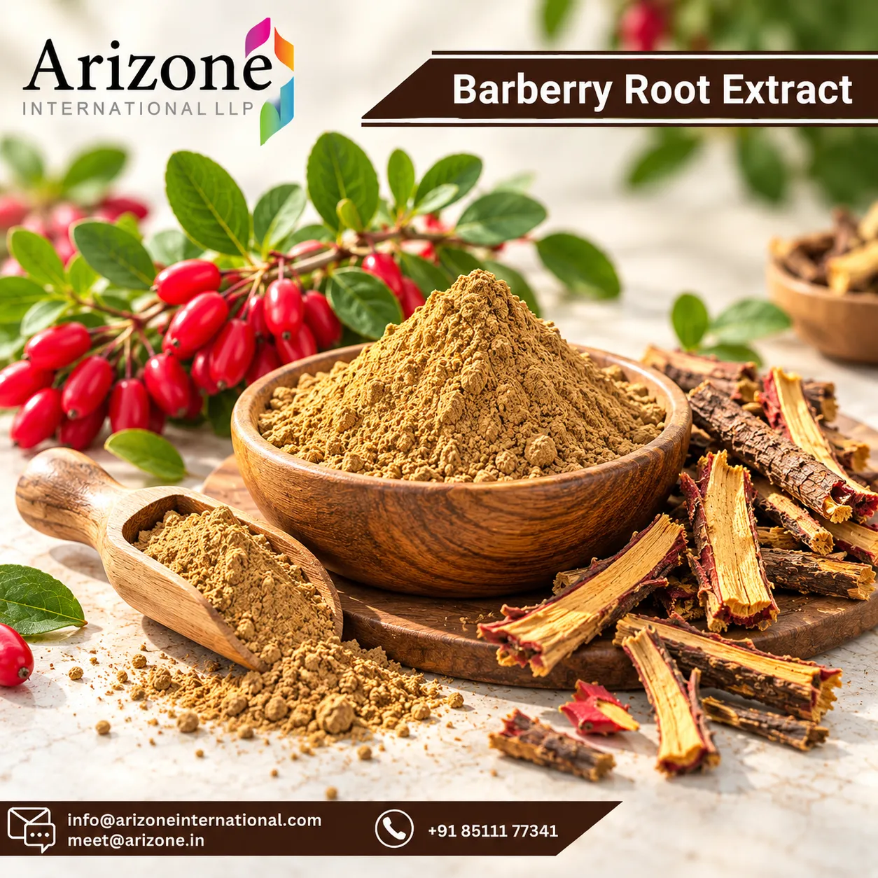 Barberry Root Bark Extract photo 2