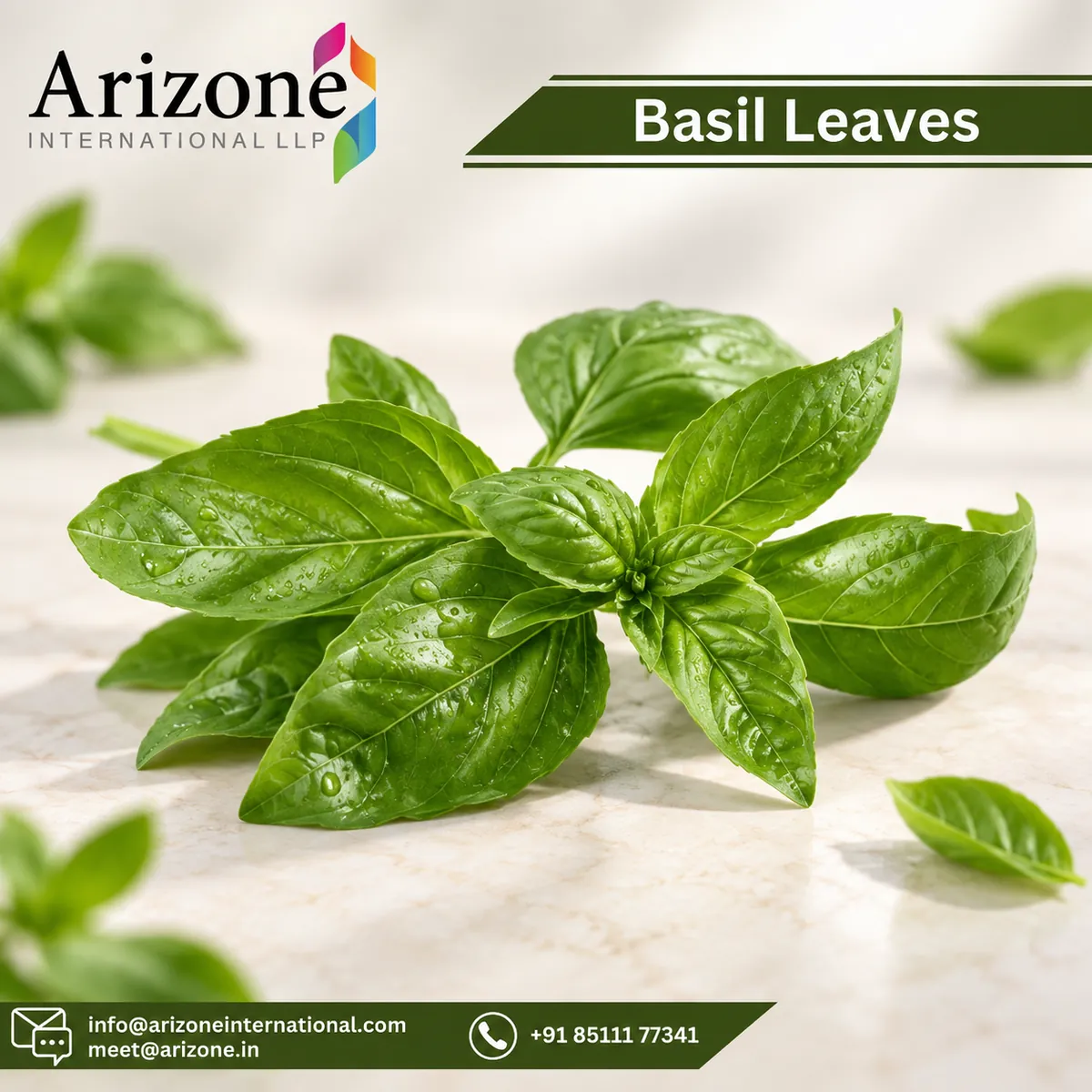 Basil Leaf Capsules