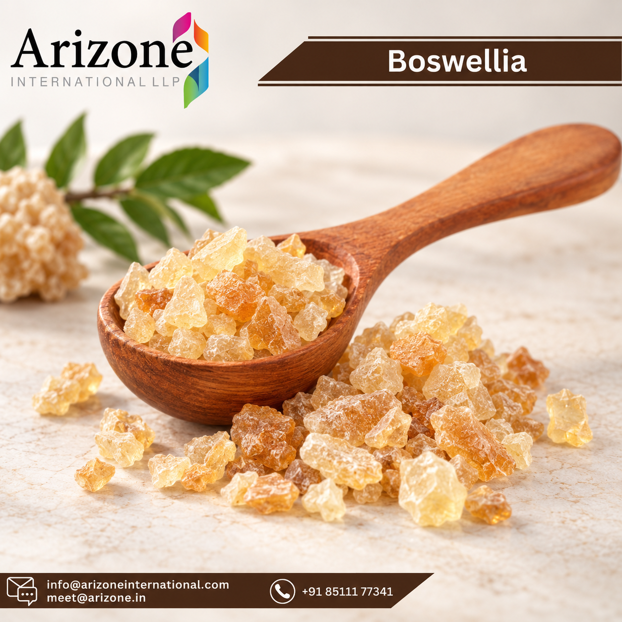 Boswellia Serrata Powder photo 2