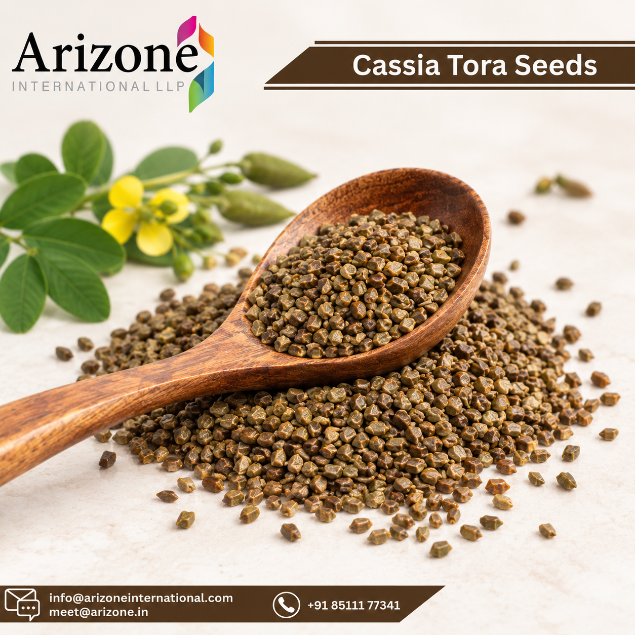 Cassia Tora Seed photo 2
