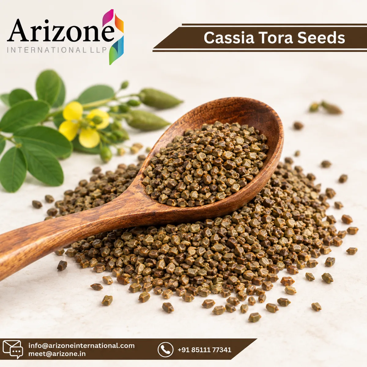 Cassia Tora Seed photo 2