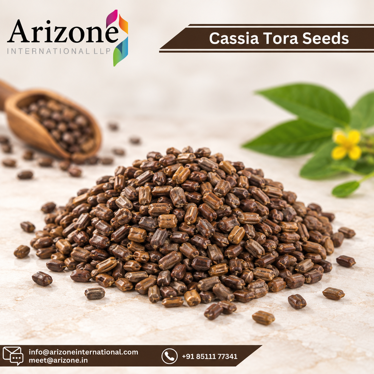 Cassia Tora Seed photo 3