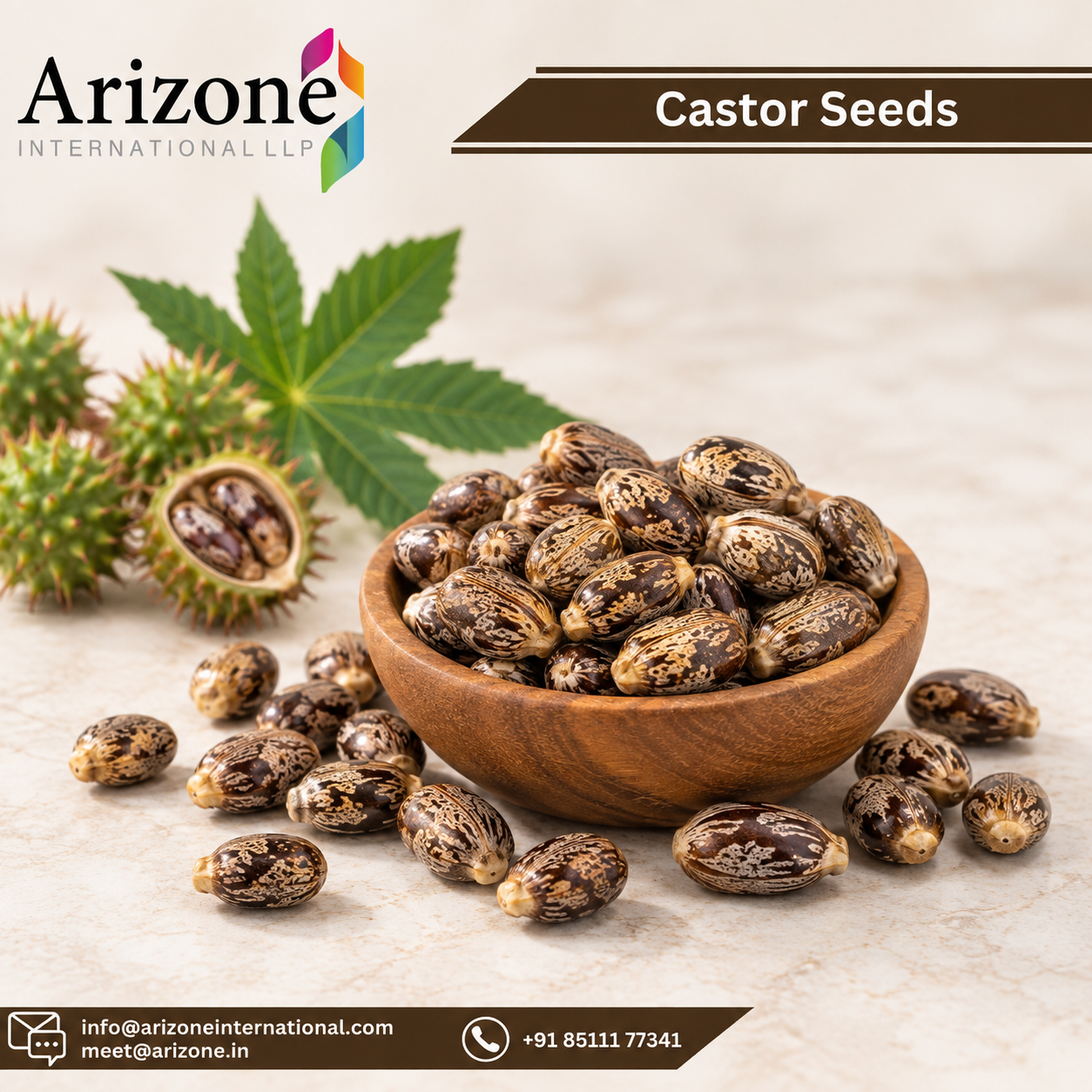 Castor Seed photo 3