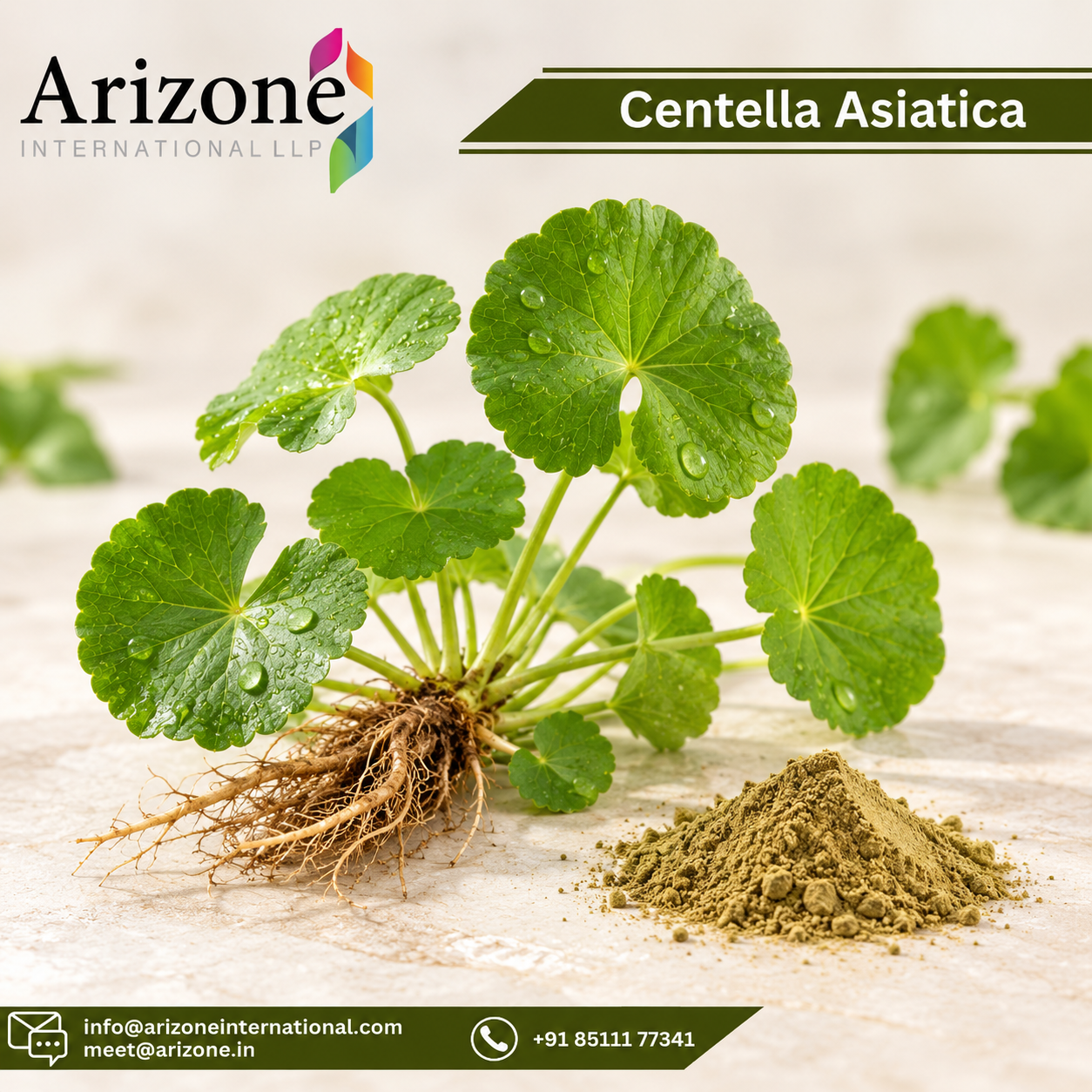 Centella Asiatica Capsules photo 2