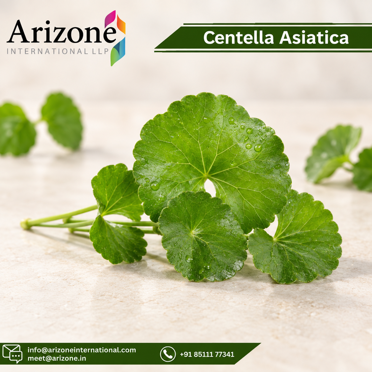 Centella Asiatica Capsules photo 3