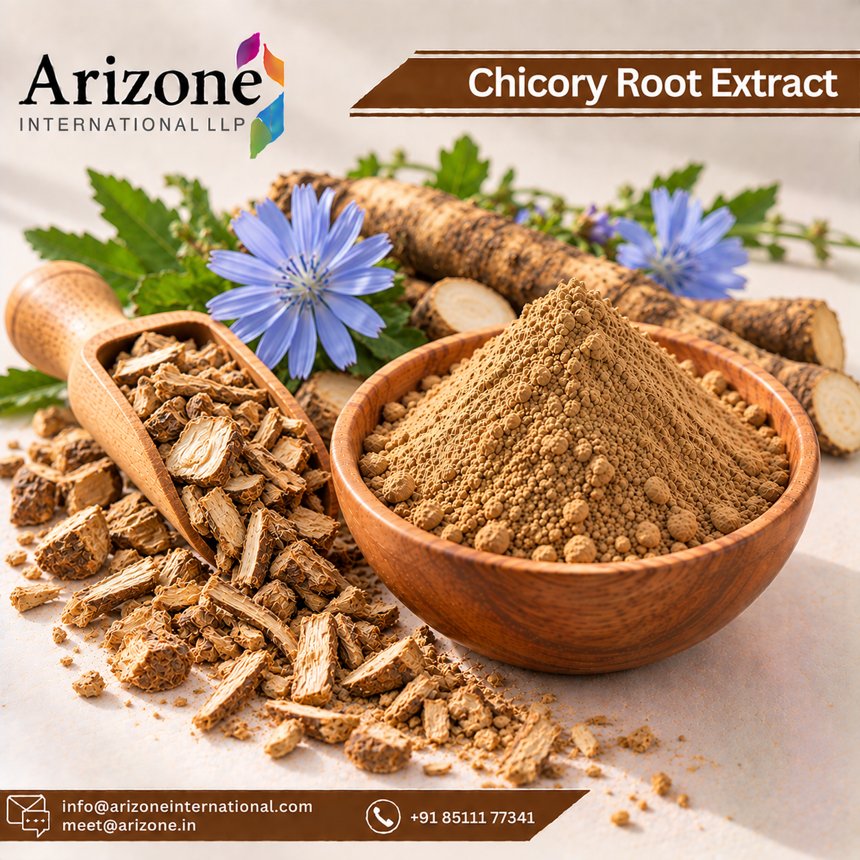 Chicory Root Extract