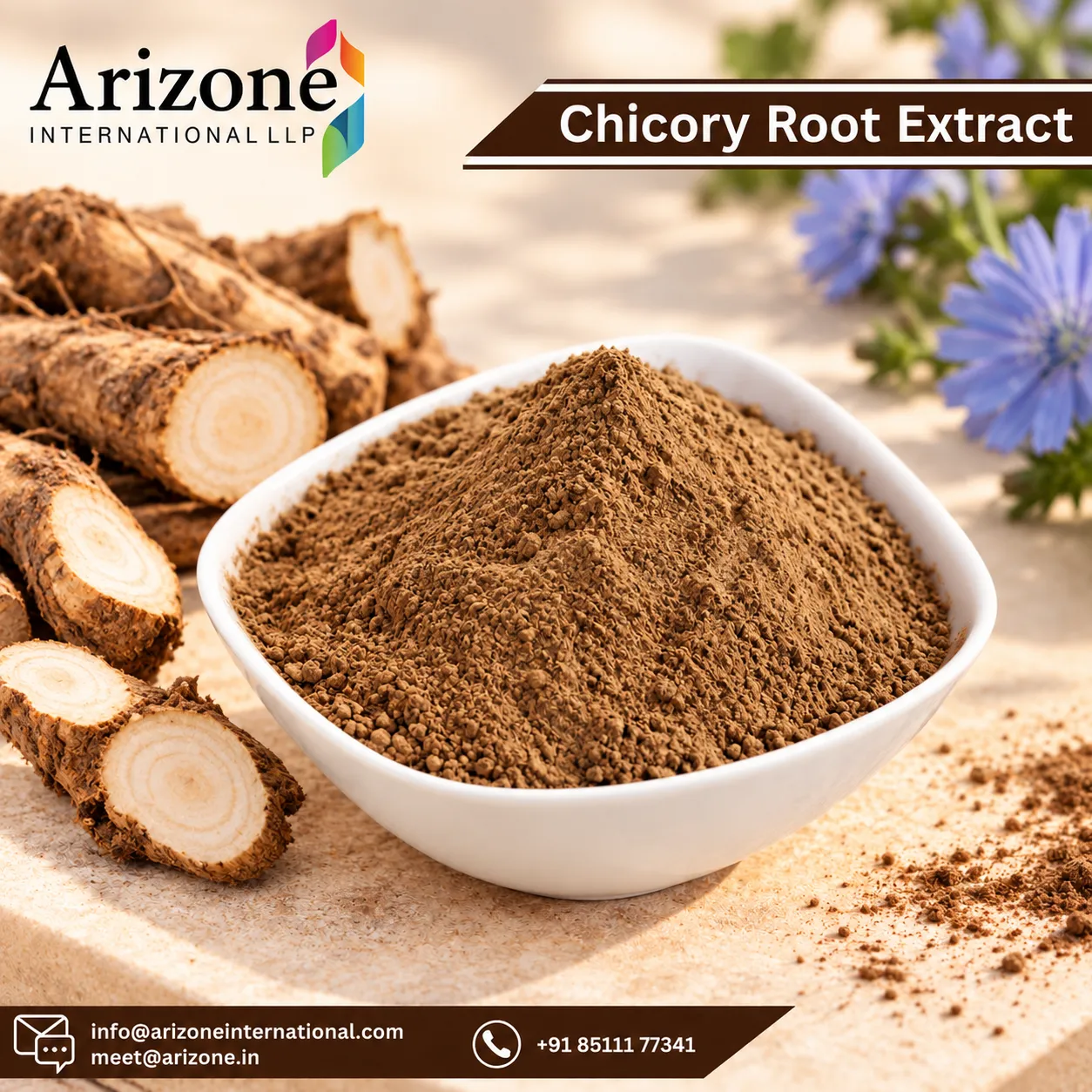 Chicory Root Extract