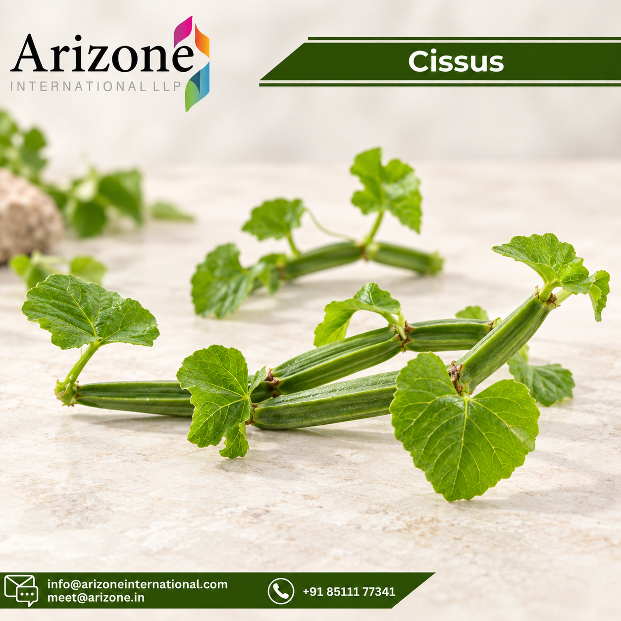 Cissus Powder