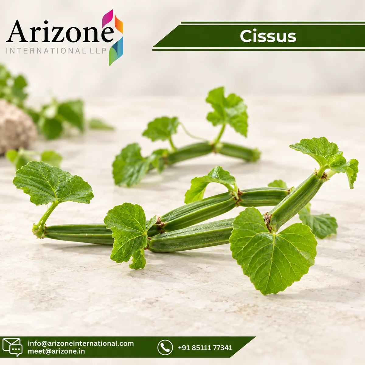 Cissus Powder