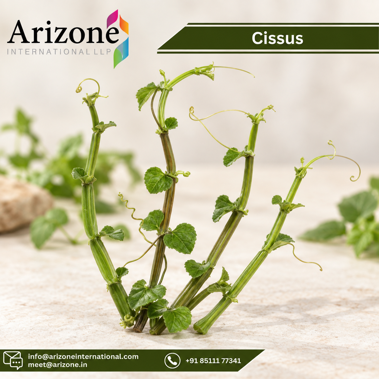 Cissus Powder photo 2
