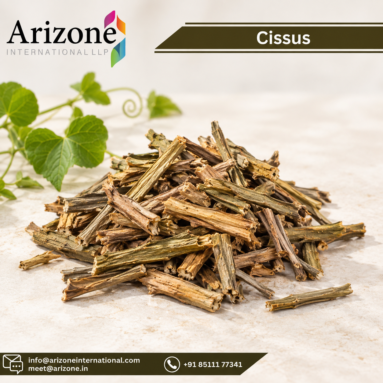 Cissus Powder photo 3