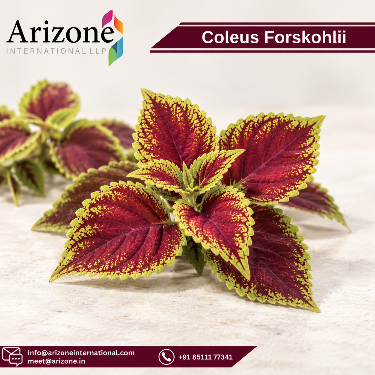Coleus Forskohlii Extract