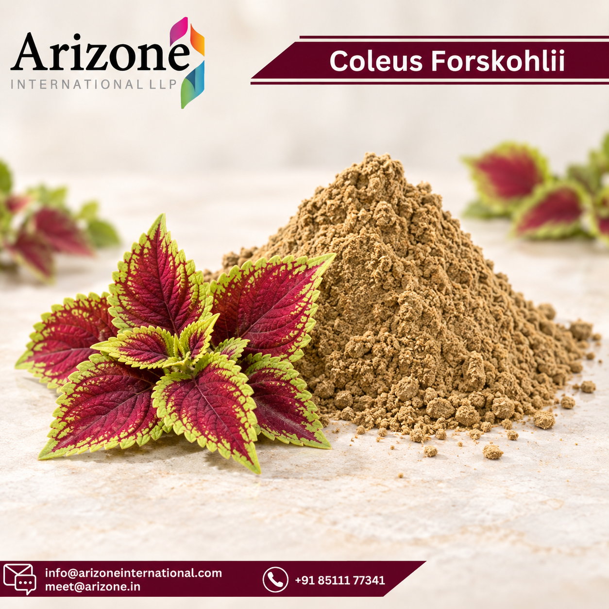 Coleus Forskohlii Extract photo 2