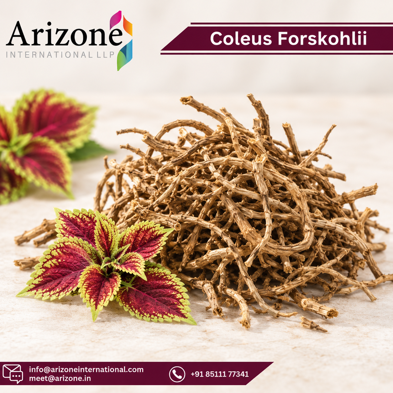 Coleus Forskohlii Extract photo 3