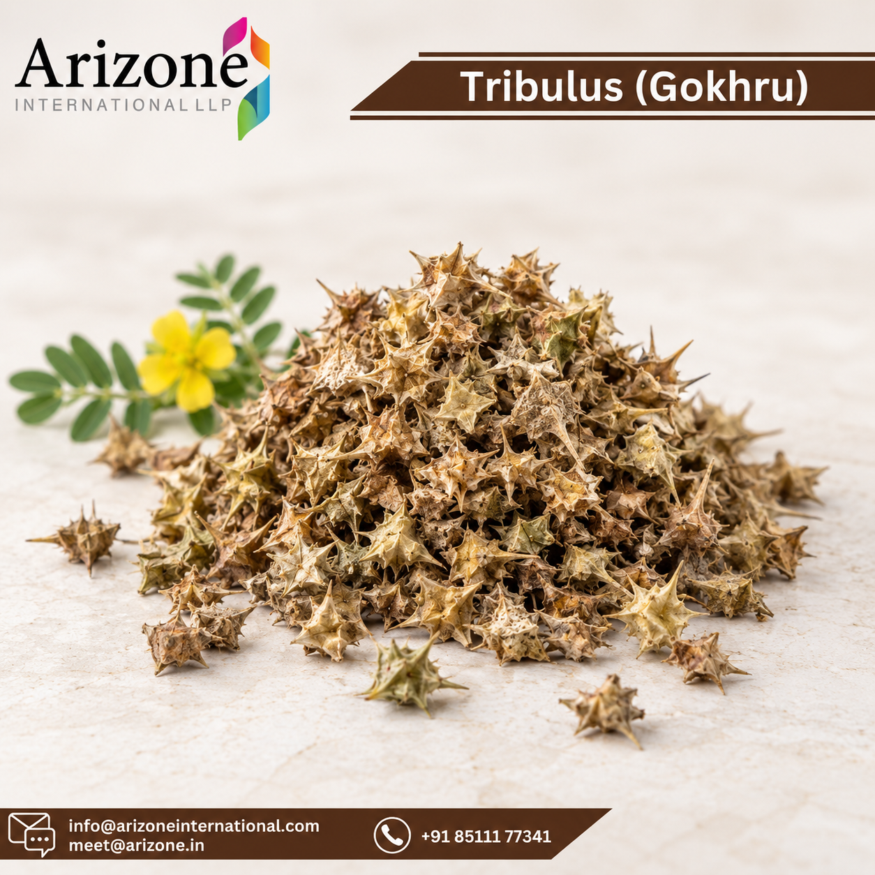 Gokhru Powder Gokshura