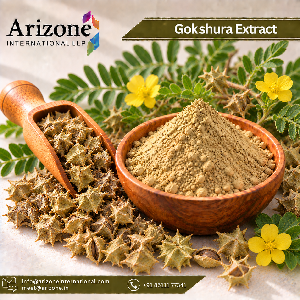 Gokshura Extract