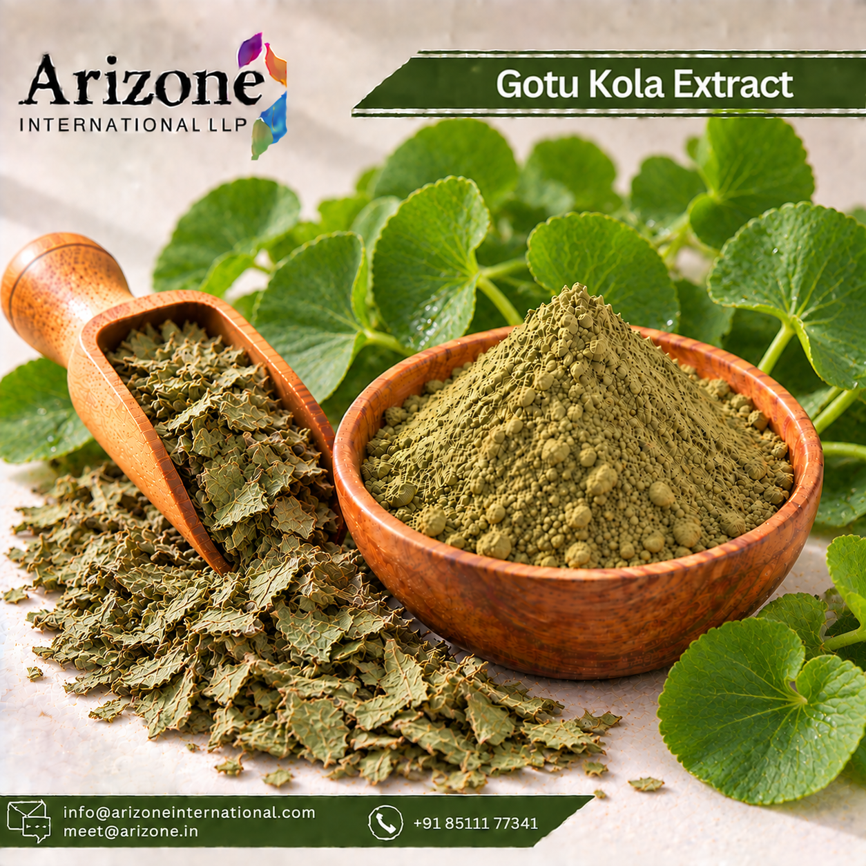 Gotu Kola Extract
