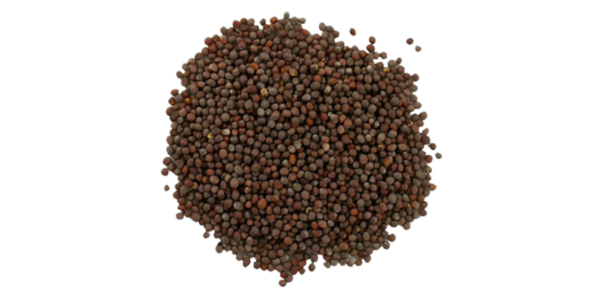 Black Mustard Seeds Supplier, Manufacturer and Exporter in India