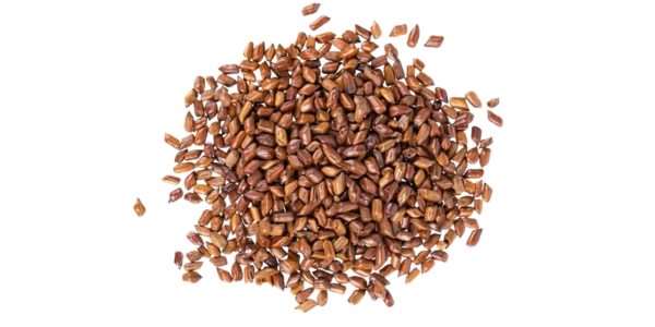Cassia Tora Seeds Supplier and Exporter in India