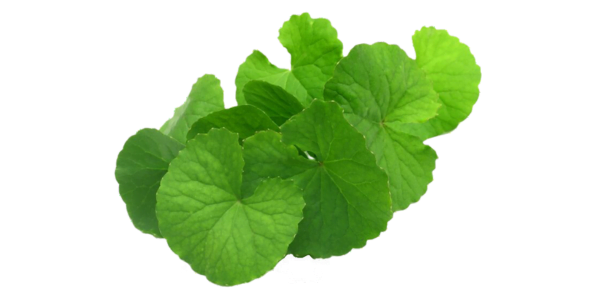 Centella Asiatica Supplier, Manufacturer and Exporter in India