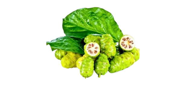Dried Noni Fruit Supplier, Manufacturer and Exporter in India