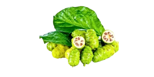 Dried Noni Fruit Supplier, Manufacturer and Exporter in India