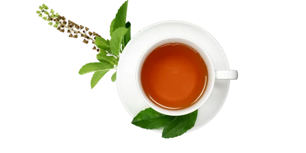 Holy Basil Tea Manufacturer Supplier and Exporter in India