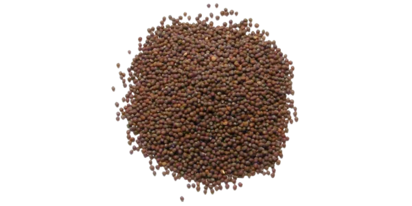 Brown Mustard Seeds