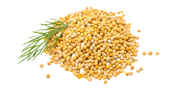 Yellow Mustard Seeds