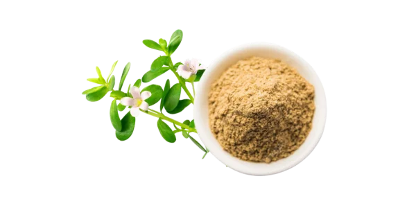 Bacopa Monnieri Extract