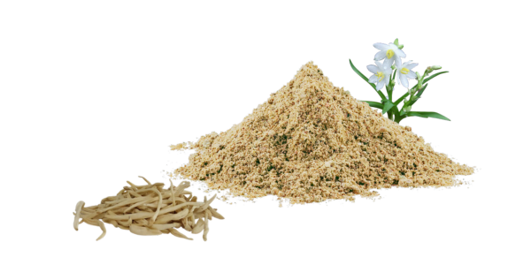 Chlorophytum Tuberosum Root Dry Extract (Safed Musli )