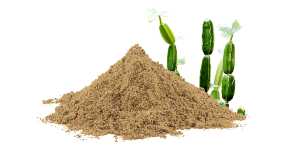 Cissus Quadrangularis Herb Dry Extract