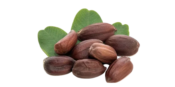 Jojoba Seeds