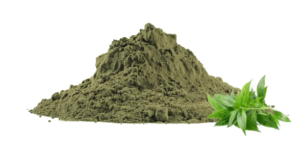 Bulk Andrographis Paniculata Powder Suppliers and Exporters