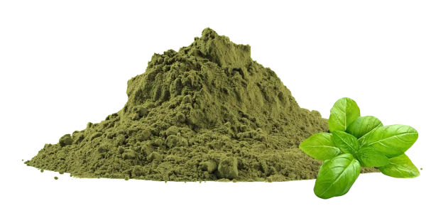 Holy Basil Powder Suppliers | Tulsi Leaf Powder Manufacturer