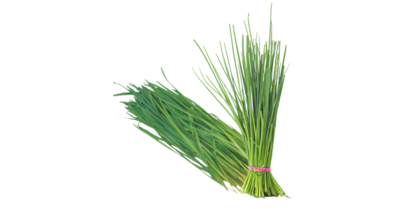 Chives Suppliers, Wholesaler and Exporters in India