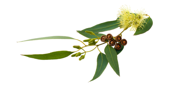 Eucalyptus Globulus Suppliers, Wholesaler and Exporters in India