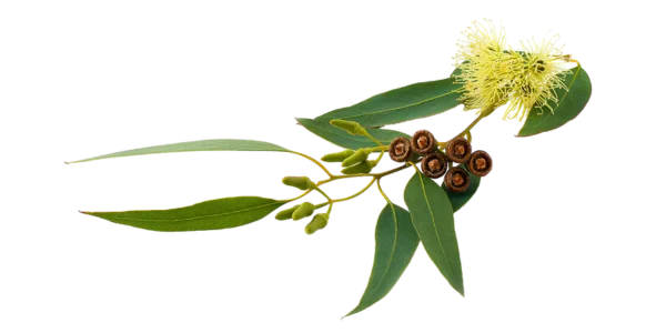 Eucalyptus Globulus Suppliers, Wholesaler and Exporters in India