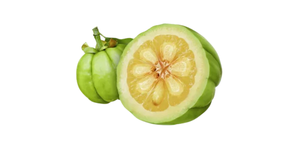 Garcinia Cambogia Suppliers, Wholesaler and Exporters in India